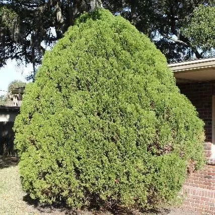 thumbnail for publication: Platycladus orientalis: Oriental Arborvitae